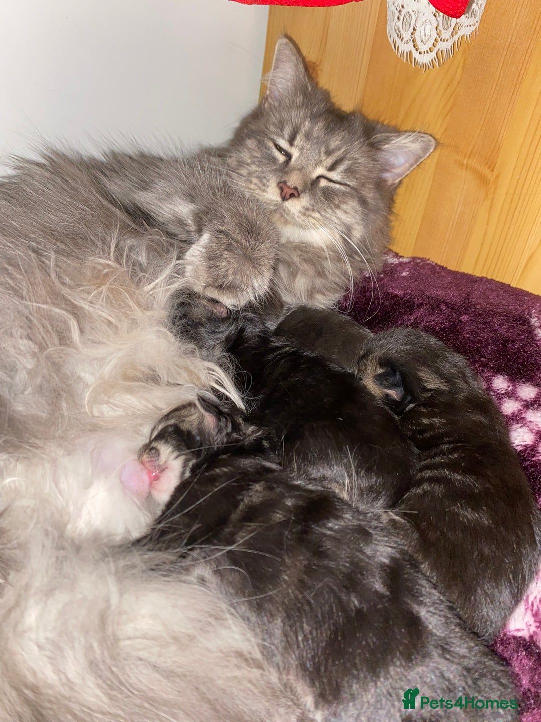 Maine Coon cats for sale: Stunning Maine coone kittens for sale  - Image 5