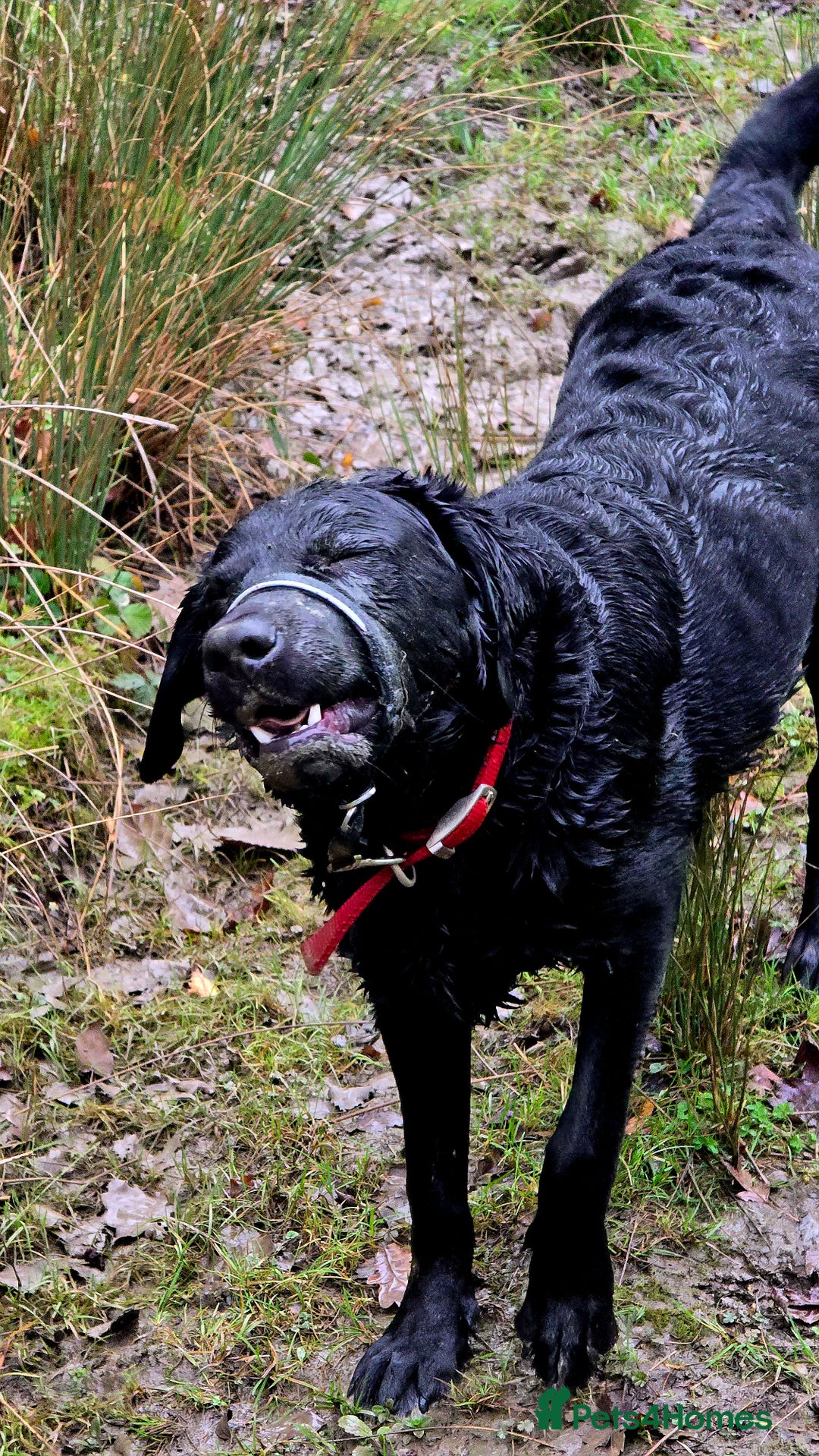 Labrador Retriever dogs for sale: Labrador for sale - Image 9