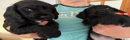 English Springer Spaniel dogs for sale: Spaniel puppies ready to go today!!! - Advert 9
