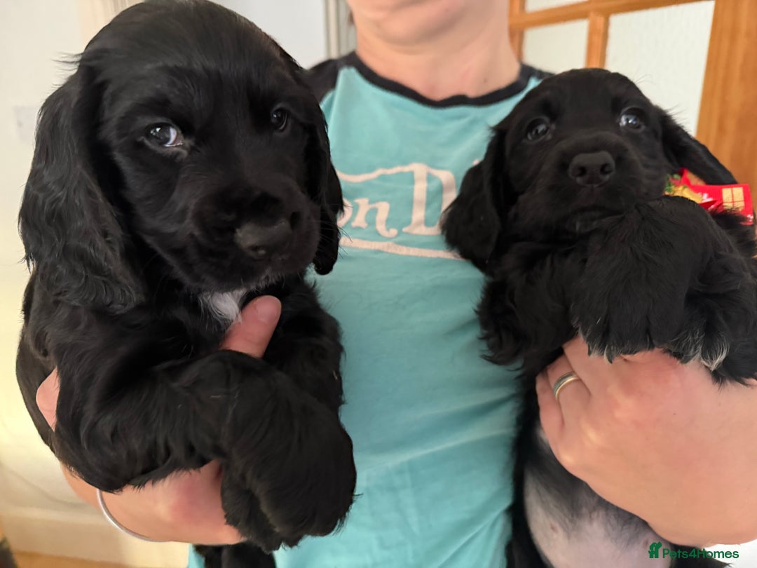 English Springer Spaniel dogs for sale: Spaniel puppies ready to go today!!! - Advert 9