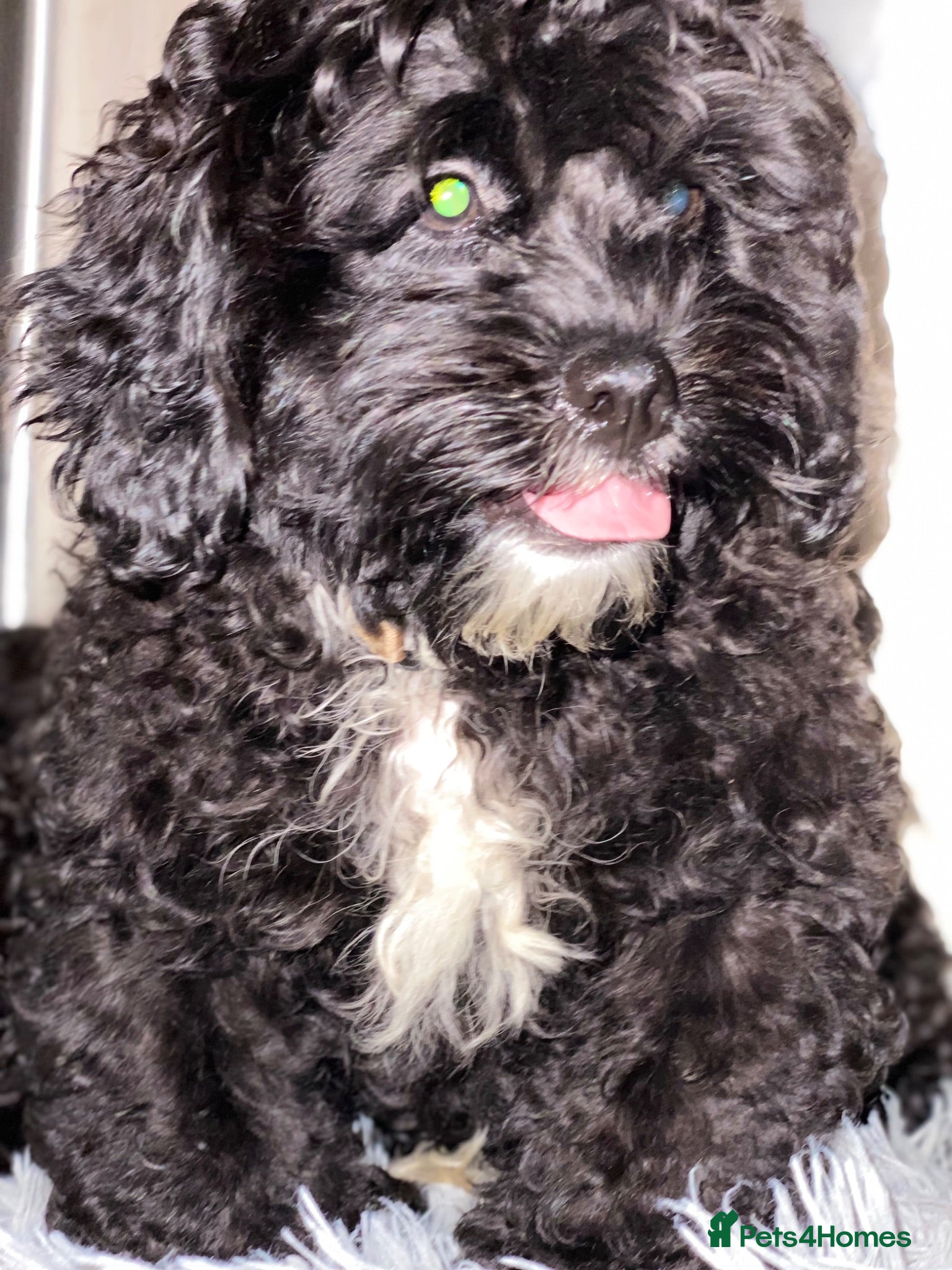 Shihpoo dogs £750 Health Tested,READY TO GO - Advert 2
