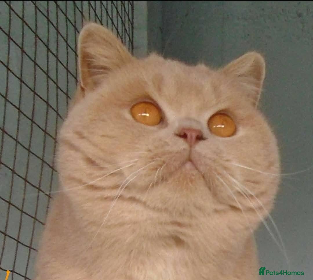 British Shorthair cats British Shorthair Cream Male (4 years) - Advert 1