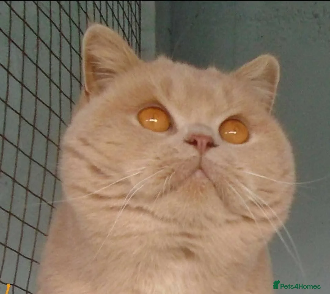 British Shorthair cats for sale: British Shorthair Cream Male (4 years) - Advert 1