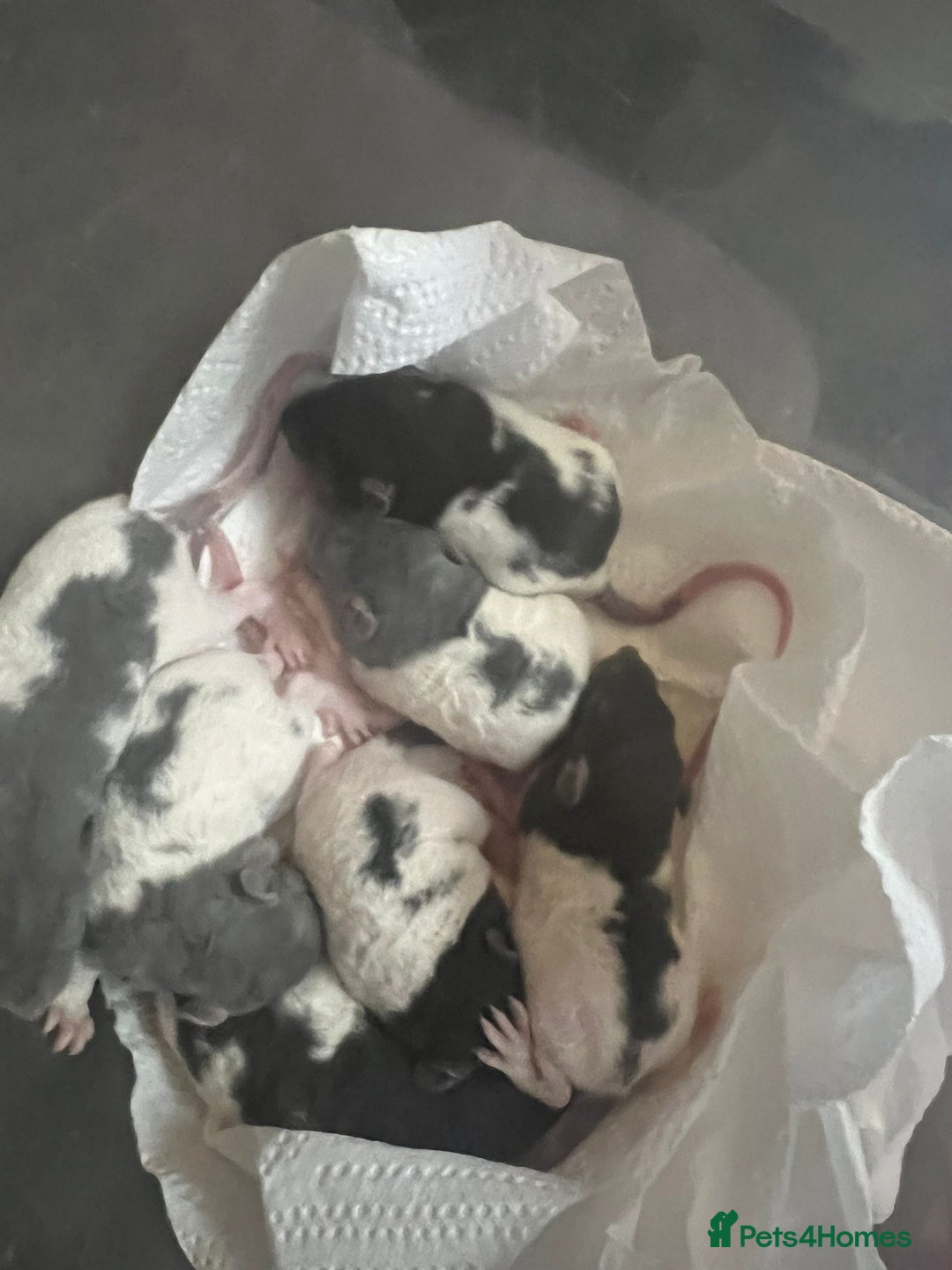 Rat rodents for sale: Rex rats  - Advert 3