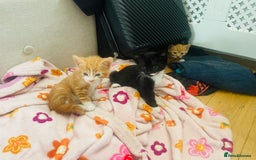 Mixed Breed cats for sale: Adorable kittens for sale - Image 5