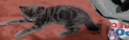 Mixed Breed cats for sale: Three beautiful mixed kittens looking for home - Advert 6