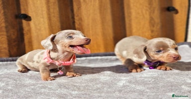 Miniature Dachshund dogs - Advert 16