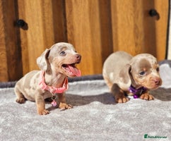 Miniature Dachshund dogs - Advert 15