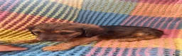 Mixed Breed dogs for sale: Dachshund/terrier puppies  - Advert 8