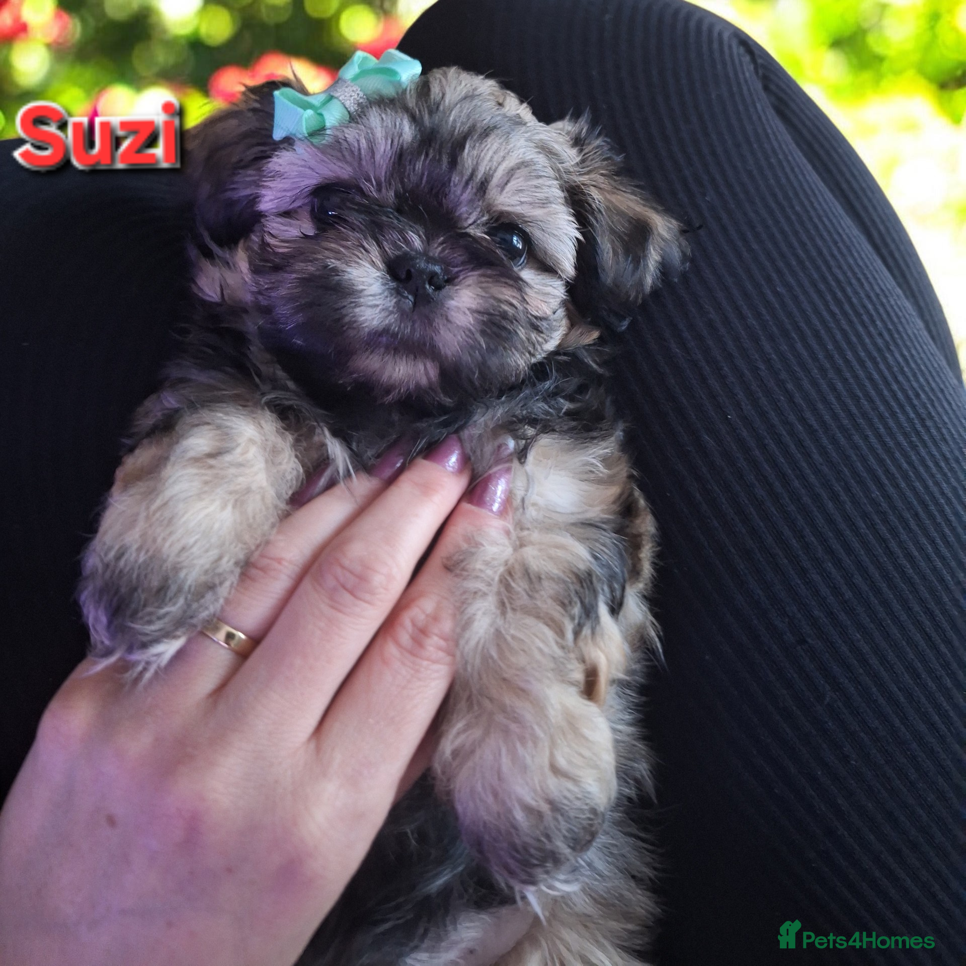 Shih Tzu dogs Beautiful Imperial Shih Tzus  - Advert 9