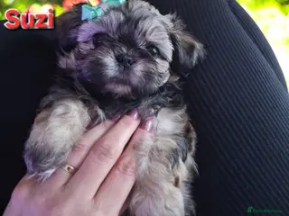 Shih Tzu dogs Beautiful Imperial Shih Tzus - Advert 9