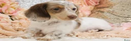 Miniature Dachshund dogs for sale: KC Longhair Miniature Dachshund Puppies - Advert 19