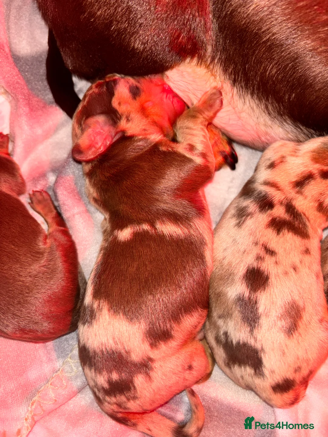 Miniature Dachshund dogs for sale: The sausage squad has arrived!  - Advert 4