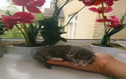 Russian Blue cats for sale: Russain blue x Maine coon Kittens for Sale - Image 11