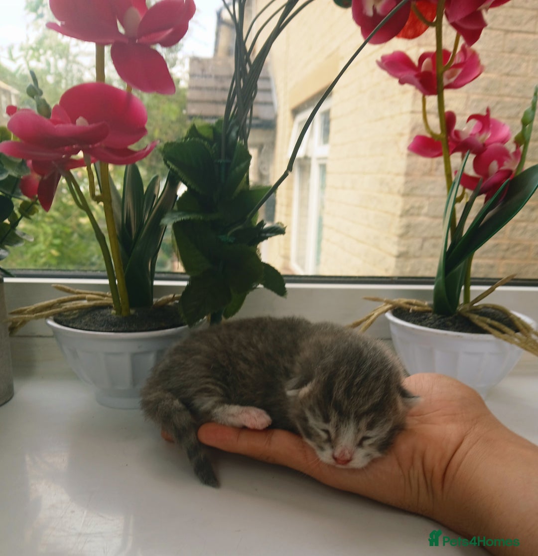 Russian Blue cats for sale: Russain blue x Maine coon Kittens for Sale - Image 11