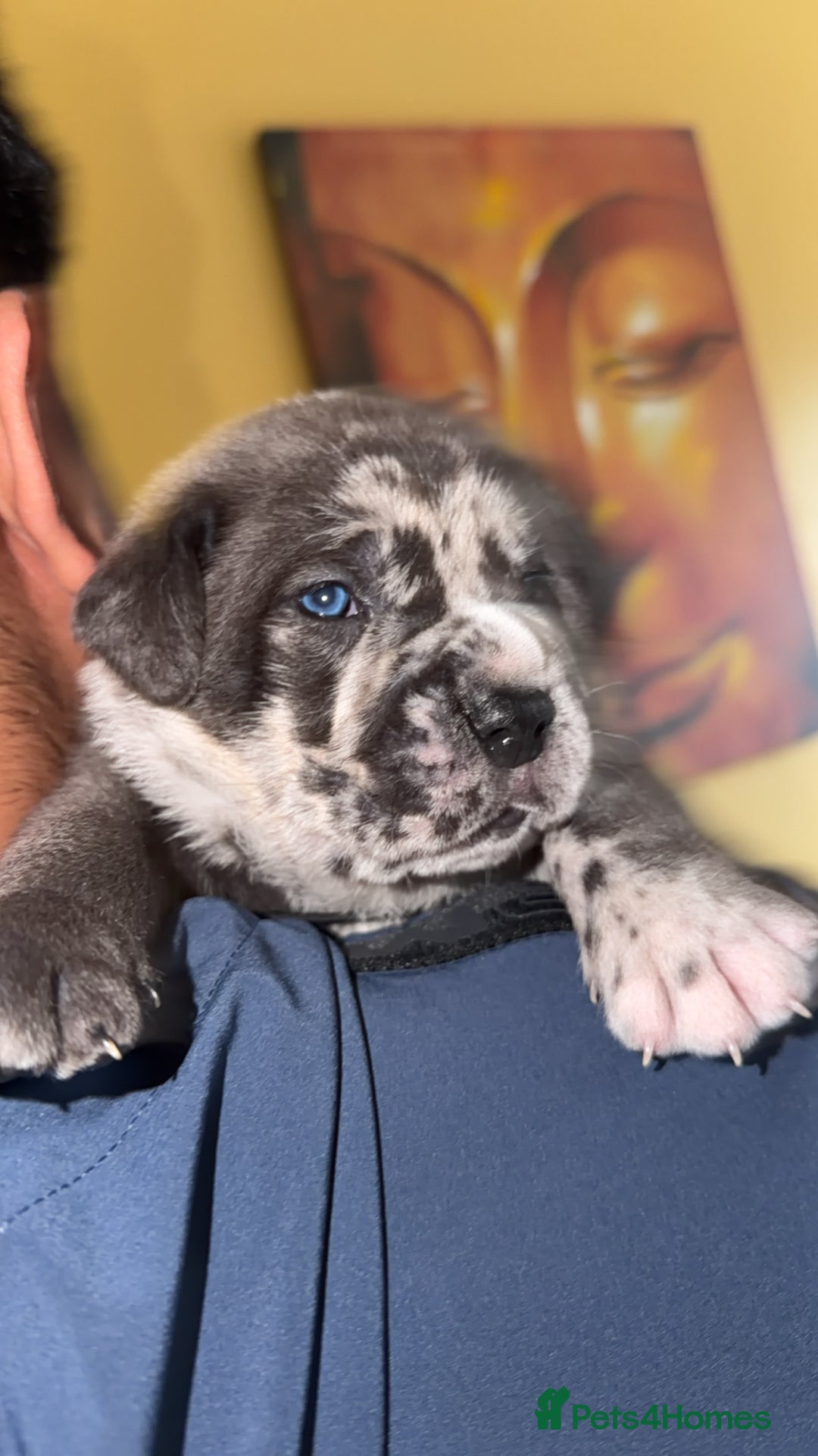 Cane Corso dogs for sale: Champion Bloodline Cane Corso Pups - Advert 15