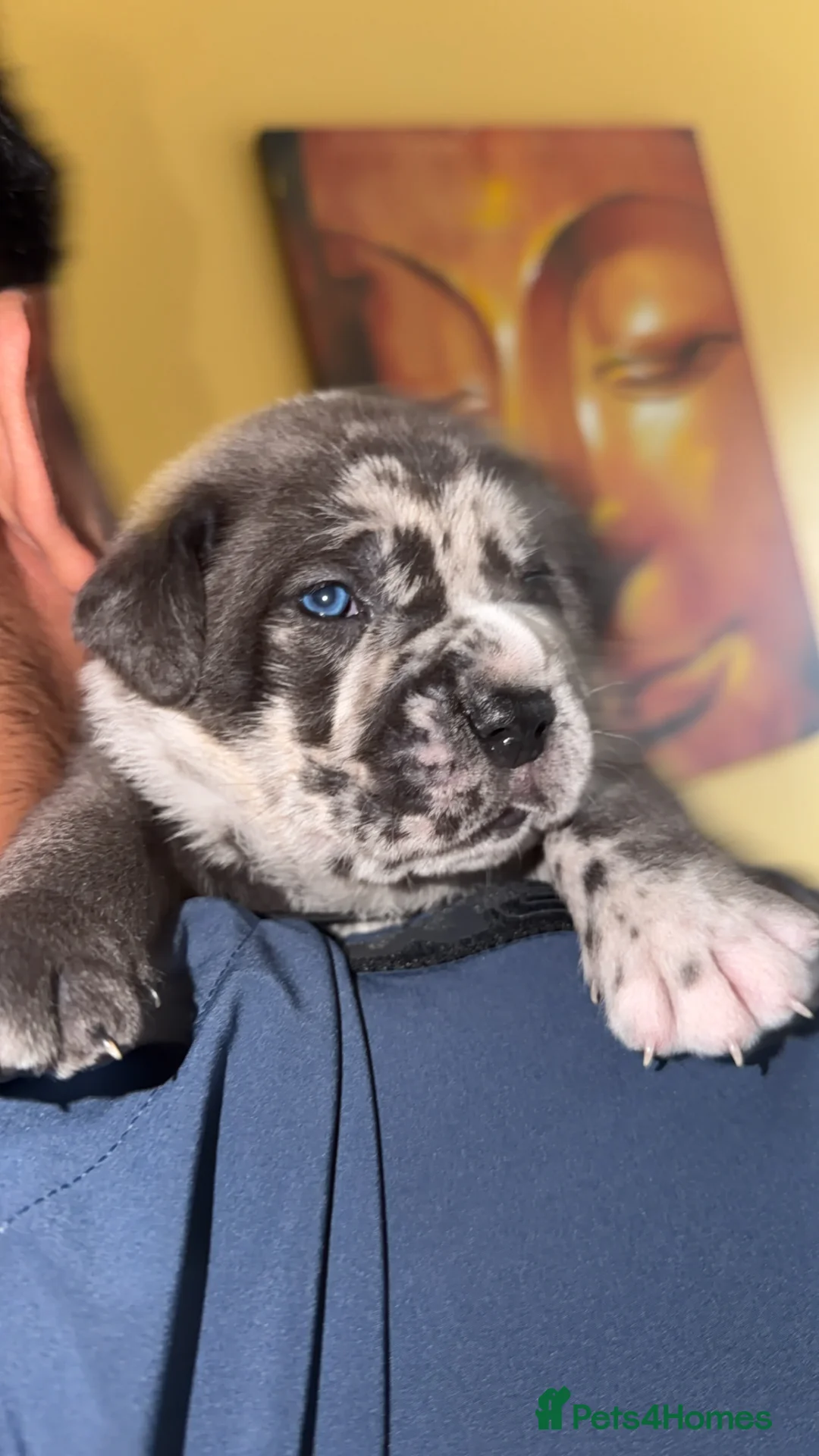 Cane Corso dogs for sale: Champion Bloodline Cane Corso Pups - Advert 15