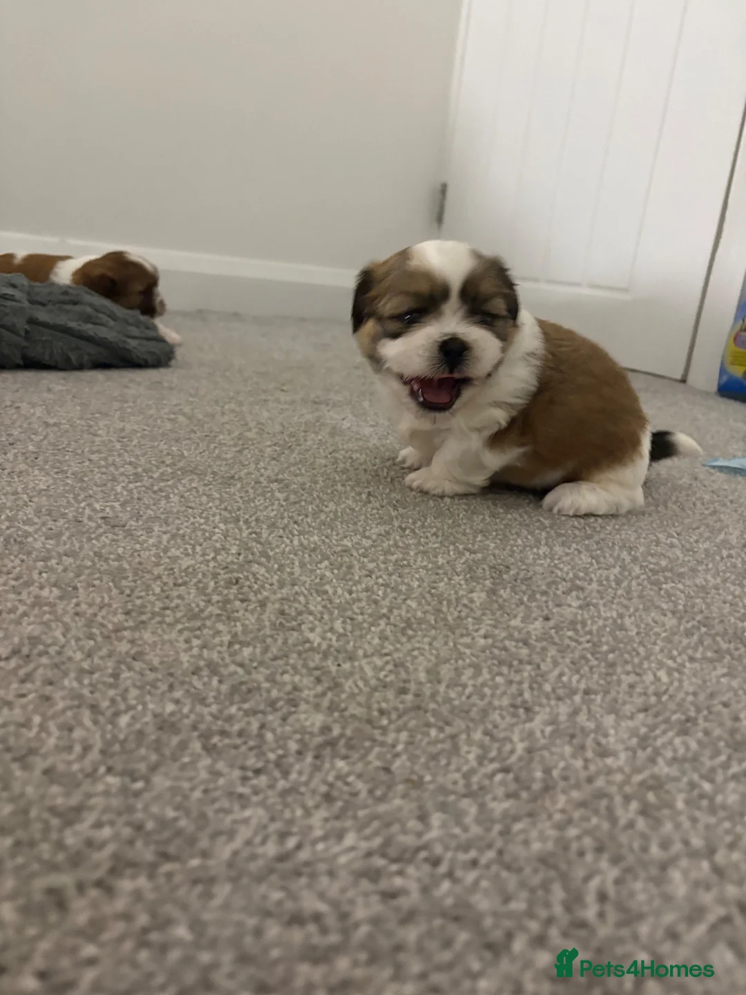 Shih Tzu dogs for sale: Shih Tzu in Norwich - Advert 6