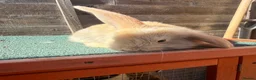 Giant Papillon rabbits for sale: continental giant , minilop , netherland draft - Advert 26