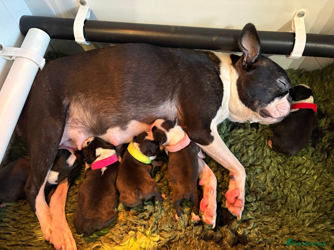 Boston Terrier dogs for sale: Stunning litter Kc reg Boston terriers  - Image 6