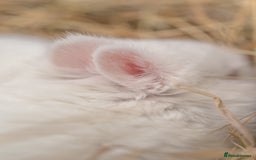 Netherland Dwarf rabbits for sale: Netherland Dwarf REW WHITE & Chinchilla GREY - Image 6