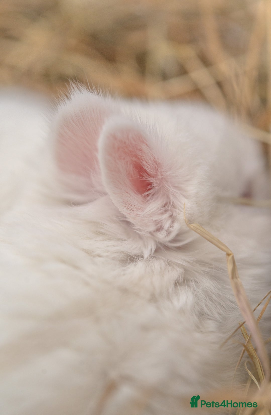 Netherland Dwarf rabbits for sale: Netherland Dwarf REW WHITE & Chinchilla GREY - Image 6