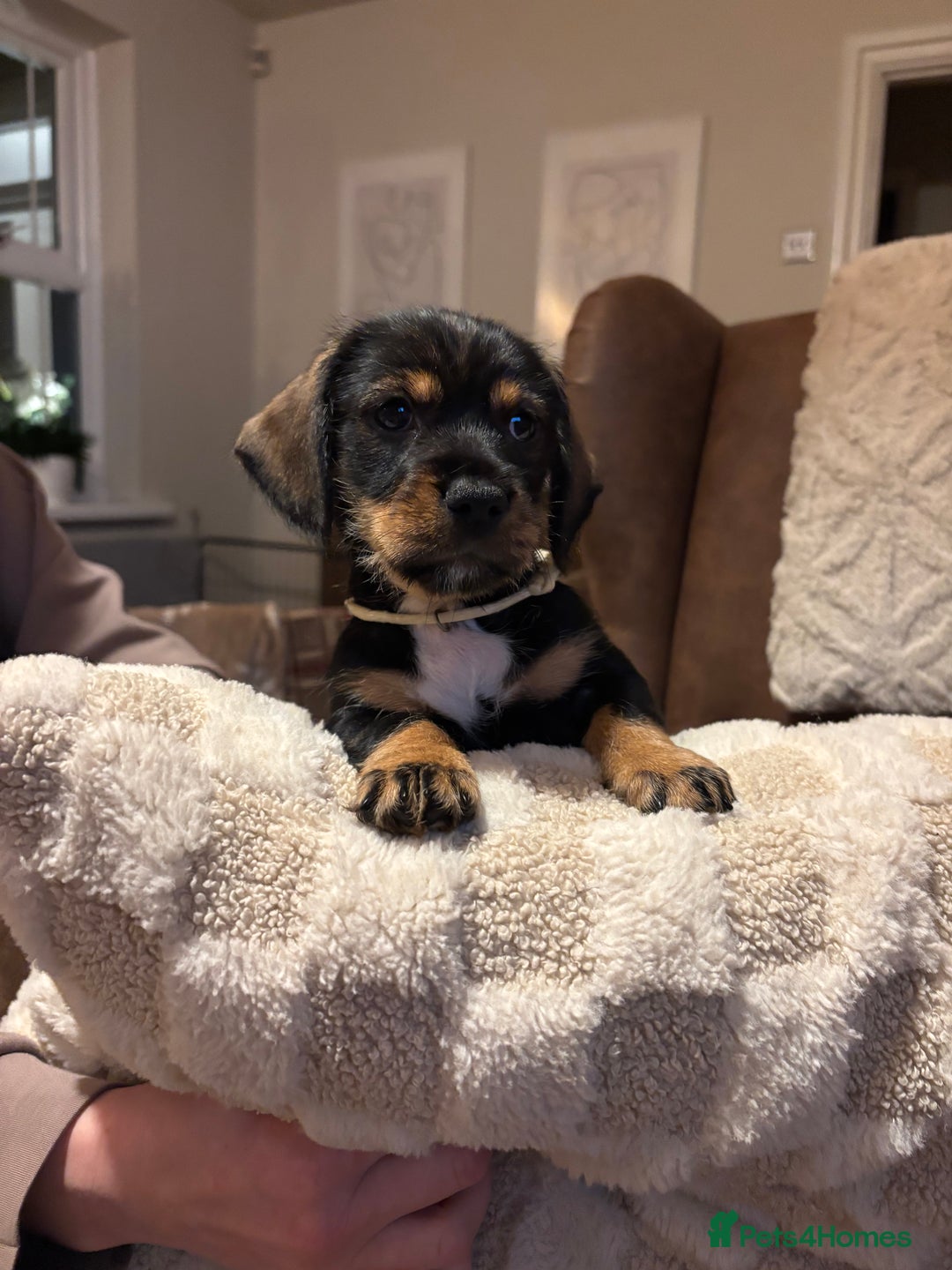 Dachshund dogs for sale: Tekel (wire haired dachshund) READY TO GO NOW - Advert 13