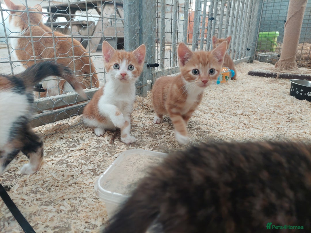 Domestic Shorthair cats for sale: Gorgeous kittens available now - Image 6