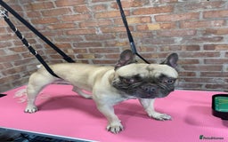 French Bulldog dogs for sale: Snoop  - Image 1