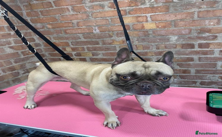 French Bulldog dogs - Advert 11