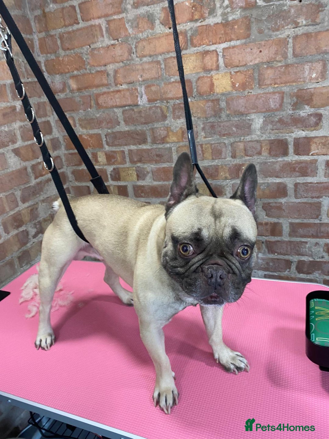 French Bulldog dogs for sale: Snoop  - Image 1