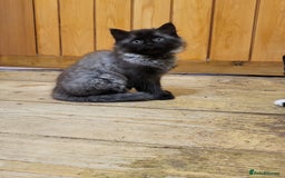 Mixed Breed cats for sale: 3 kittens gor sale - Image 3