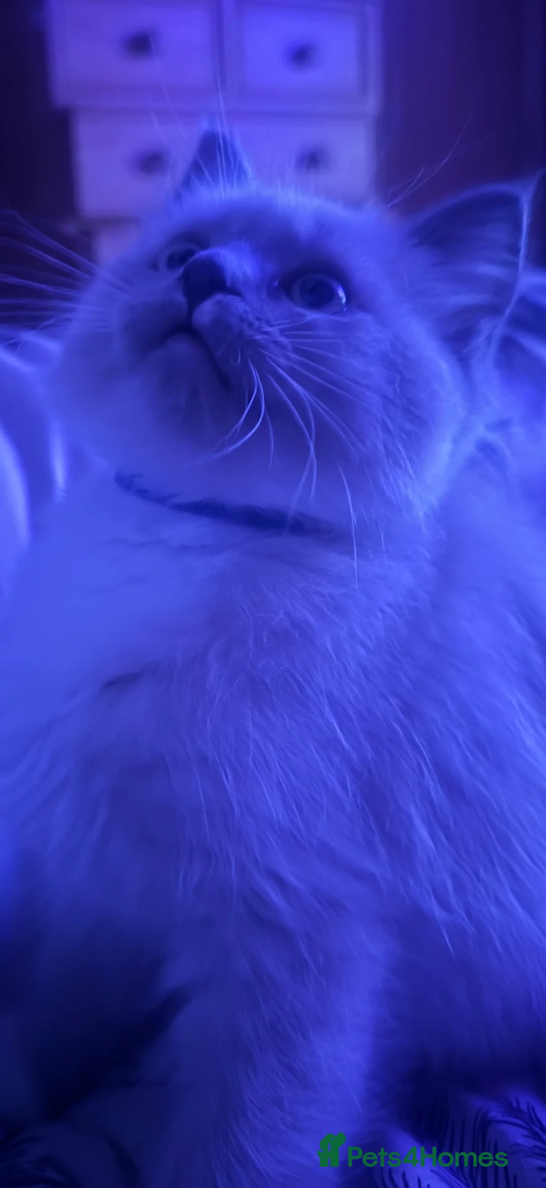 Ragdoll cats for sale: Fully vaccinated, vet checked V cuddly Ragdoll boy - Advert 18