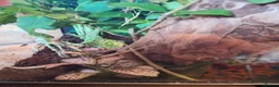 Stick Insects invertebrates for sale: Indian Stick Insect babies in Newcastle upon Tyne - Advert 3