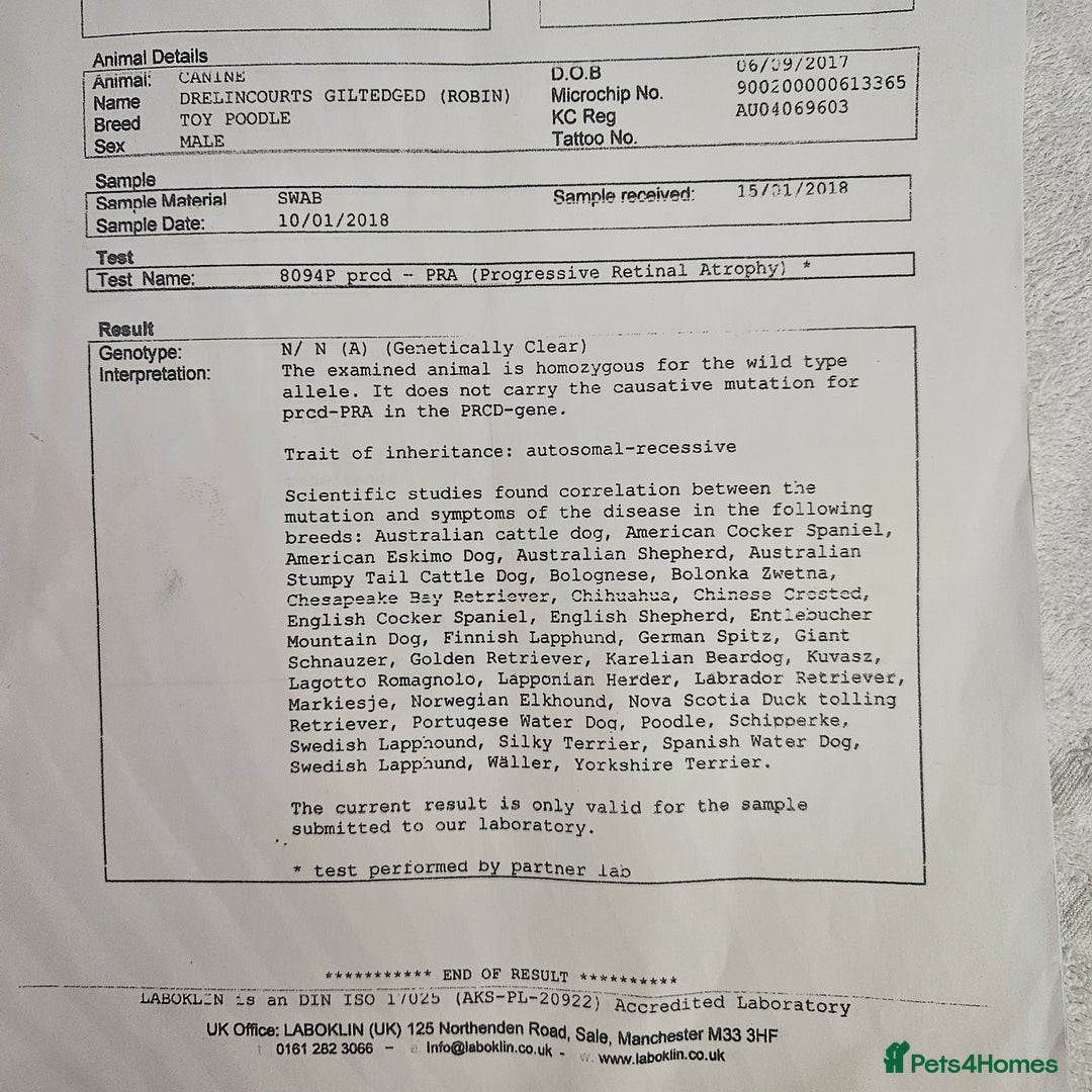 Cavapoo dogs for sale: F1bb extensively health tested caverpoo pups  - Advert 13