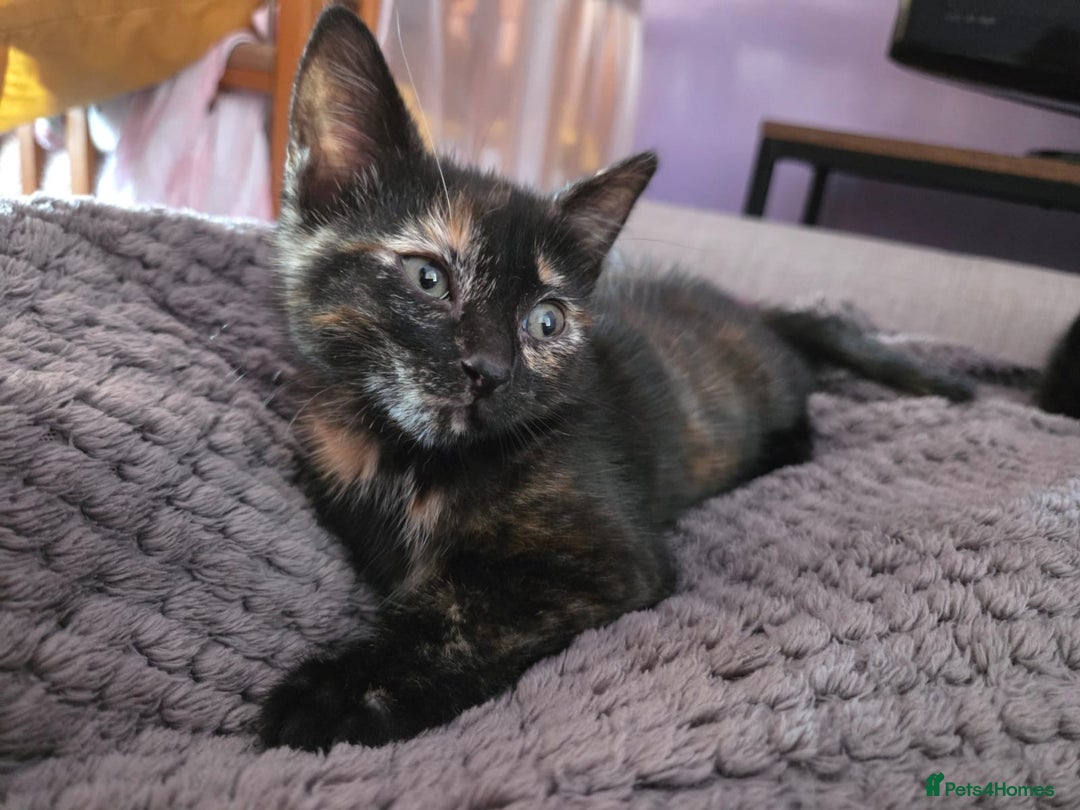 Mixed Breed cats for sale: 3 gorgeous kittens for sale - Advert 6