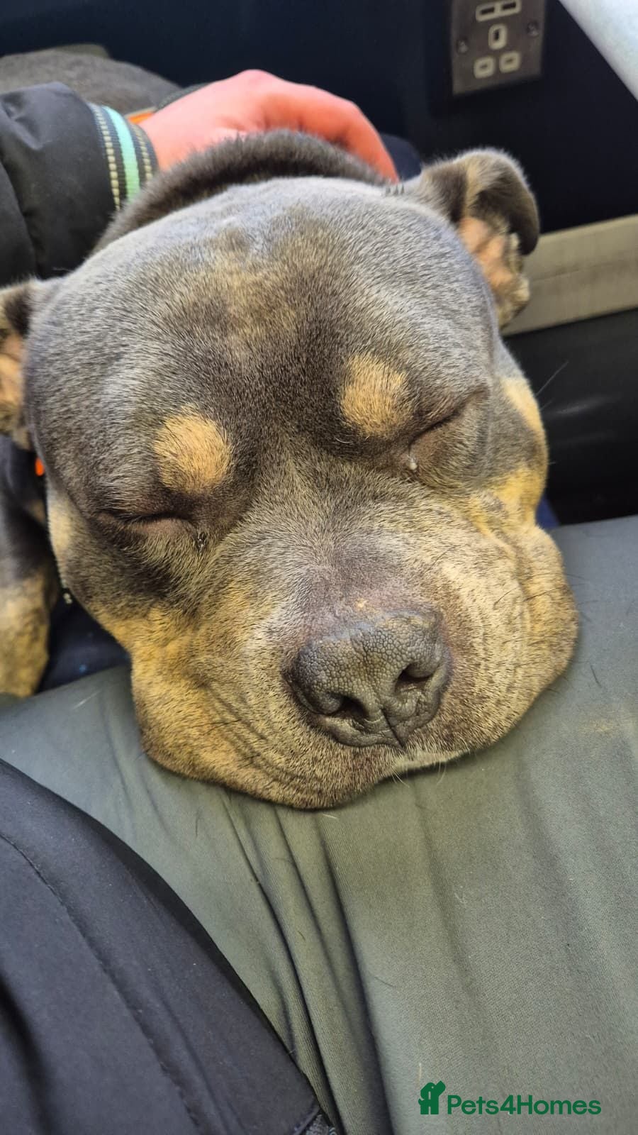 Mixed Breed dogs Pocket Bully - Advert 4