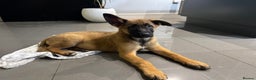 Mixed Breed dogs for sale: Belgian Malinois x German shepherd - Advert 13