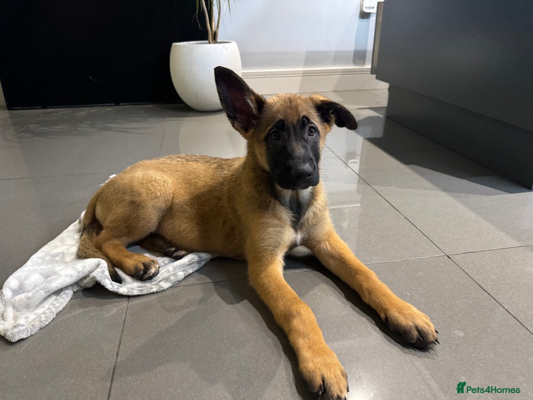 Mixed Breed dogs for sale: Belgian Malinois x German shepherd - Advert 13