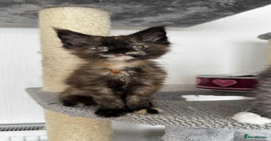 Maine Coon cats - Advert 1
