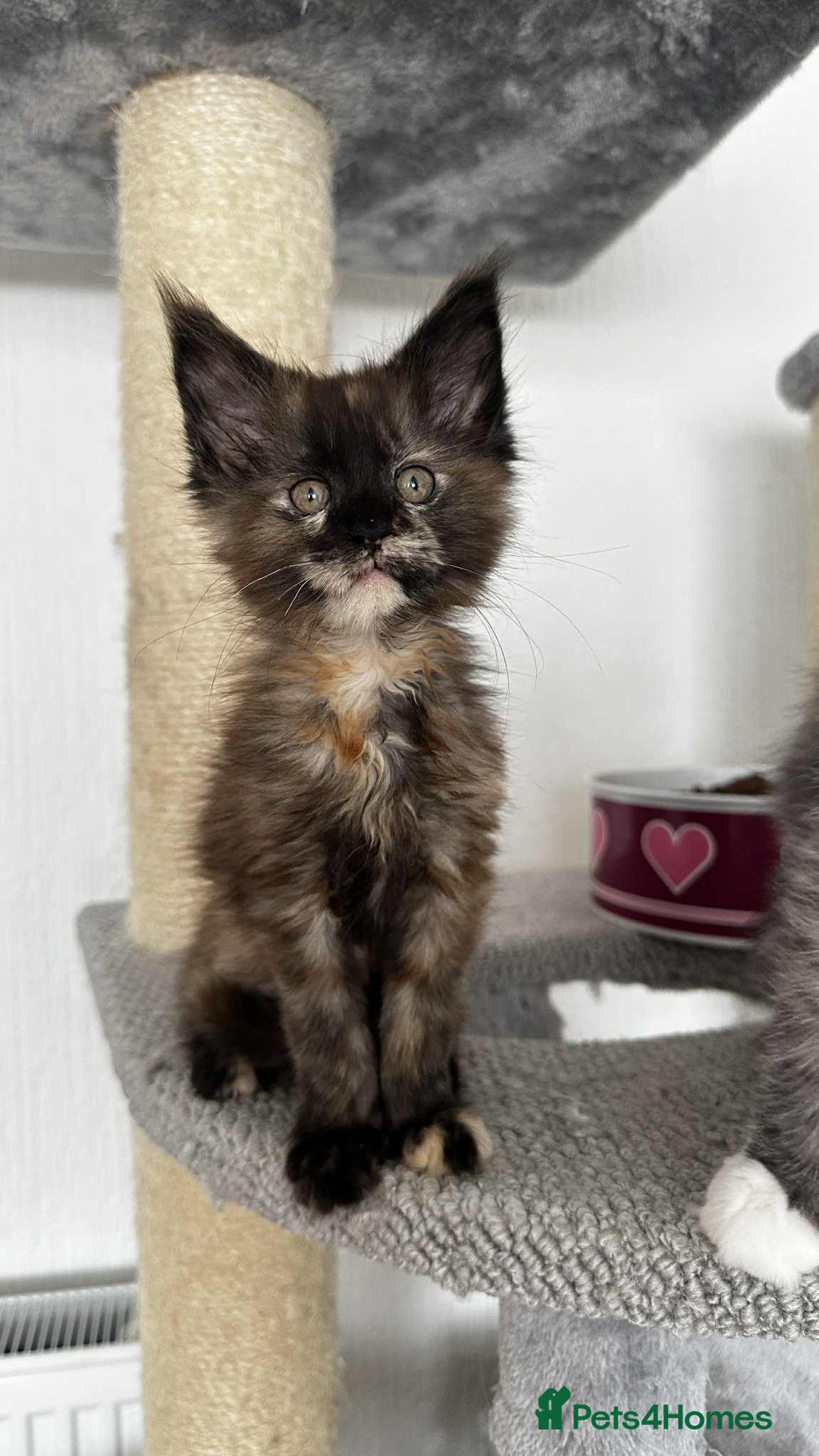 Maine Coon cats for sale: Maine coon - Image 6