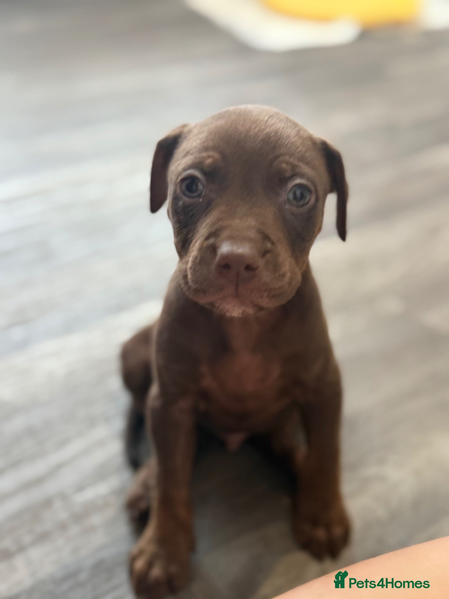 Mixed Breed dogs Stuffy X American Bully Pups - Advert 2