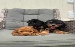 Cockapoo dogs for sale: F1 pra clear Cockapoos (council licensed breeder) - Image 15