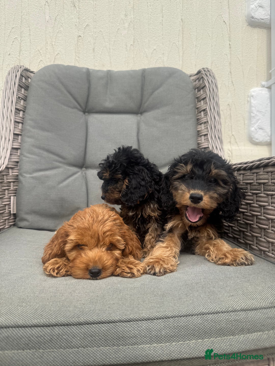 Cockapoo dogs for sale: F1 pra clear Cockapoos (council licensed breeder) - Image 15