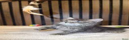 Ragdoll cats for sale: "Stunning Ragdoll Kittens | Tabby | Ready Now - Advert 7