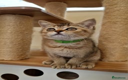 British Shorthair cats for sale:  Super friendly /lap Bsh kittens 2left😍 - Image 4