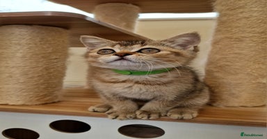 British Shorthair cats - Advert 5