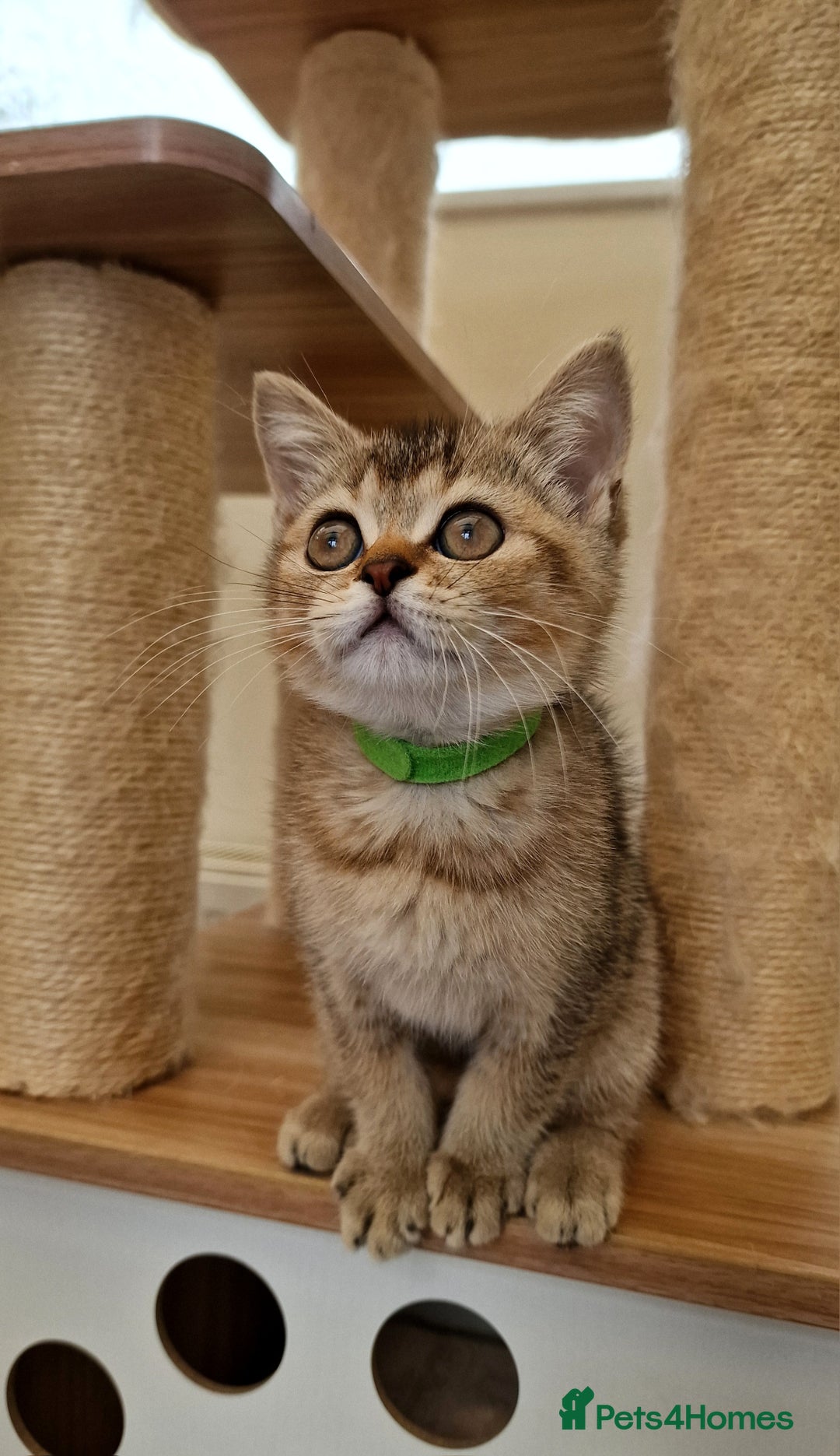 British Shorthair cats for sale:  Super friendly /lap Bsh kittens 2left😍 - Image 4