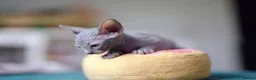 Sphynx cats for sale: Gorgeous silver Sphynx girl - Advert 14