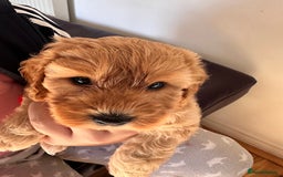 Cockapoo dogs for sale: Adorable Pappy Bread Cockapoo Puppies F2 - Image 33